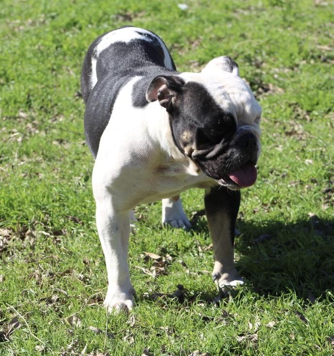 Alcantar’s Lupe Tortilla | Olde English Bulldogge 