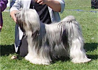 KASHI QUINTESSENTIAL | Tibetan Terrier 