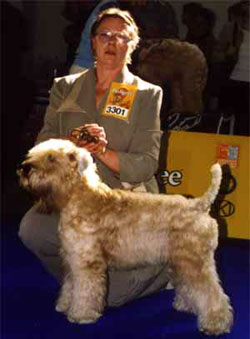 Mechta Poeta Caramelka Cassia | Soft Coated Wheaten Terrier 