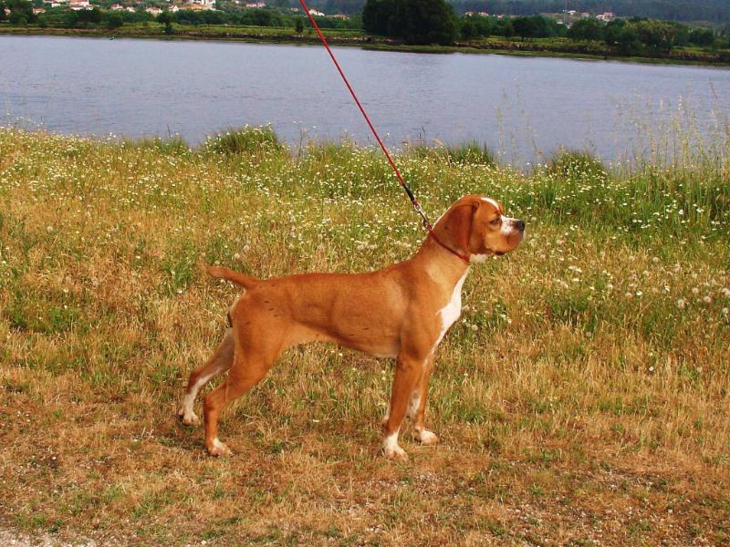 Lousã da Porta do Olival | Portuguese Pointer 