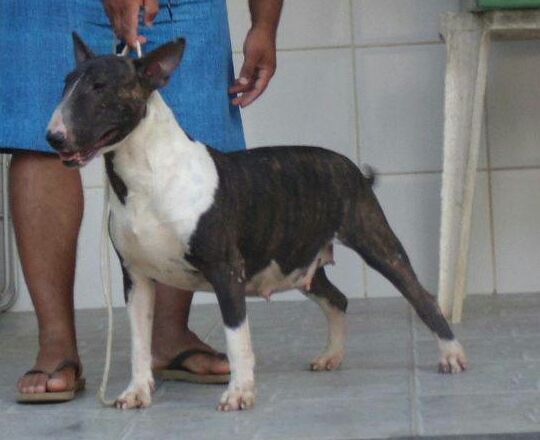 Yoko Kadesh Family | Bull Terrier 