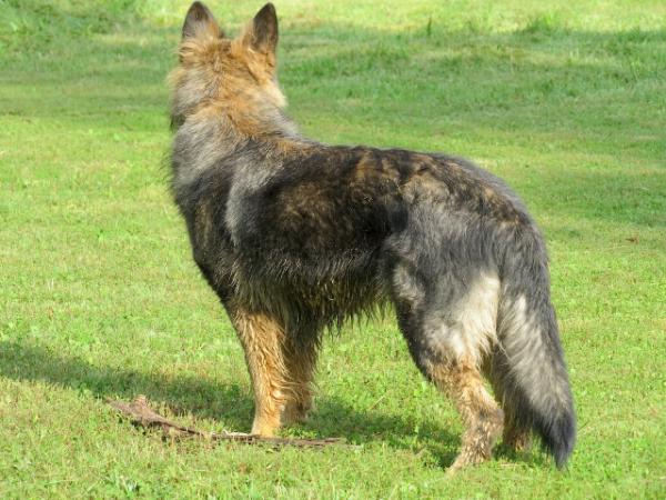 Rixa Denbrix | German Shepherd Dog 