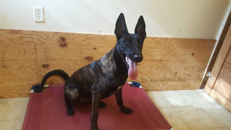 Dutchess Von Rivas | Dutch Shepherd 