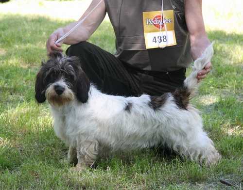 Hulaj Dusza Slaska Gwara | Petit Basset Griffon Vendéen 