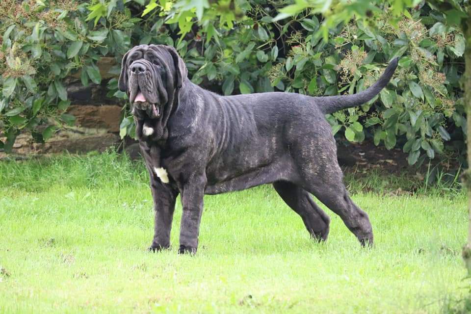 Ragnar | Neapolitan Mastiff 