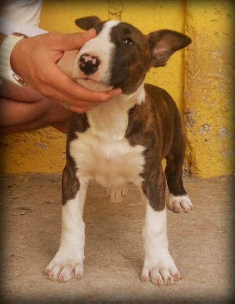 FoMo Kira | Bull Terrier 