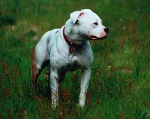 Souza's Dixie Lee PH- | American Bulldog 