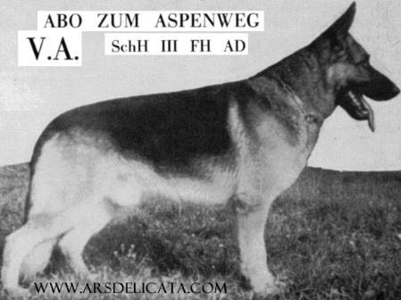 Abo zum Aspenweg | German Shepherd Dog 