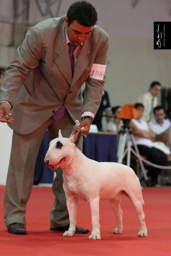 Shark de los Heroes | Bull Terrier 