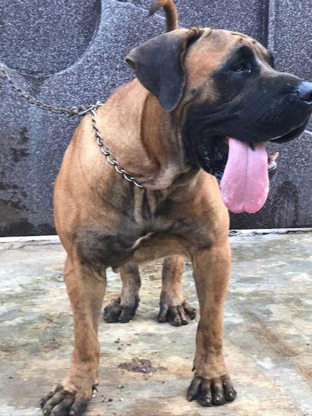 Duke lati Ajartodar | African Boerboel 