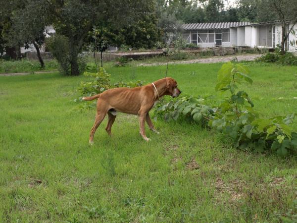 Rei Dos Pisões do Carvalhal | Portuguese Pointer 