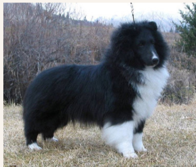 Sea haven Apple Acres Jeston | Shetland Sheepdog 