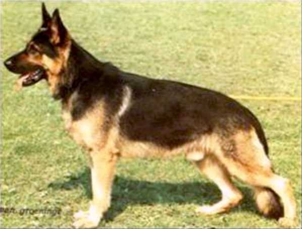 Cito vom Bergmannshof | German Shepherd Dog 