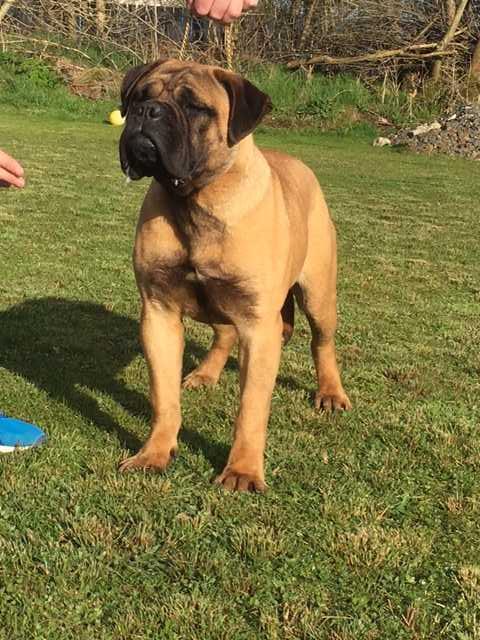 Irishpride fancy a fumble | Bullmastiff 