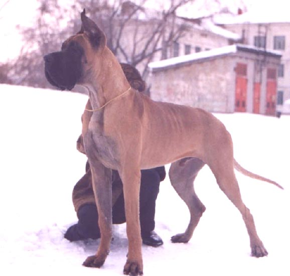 Dominion Dali Mon Amoure | Great Dane 