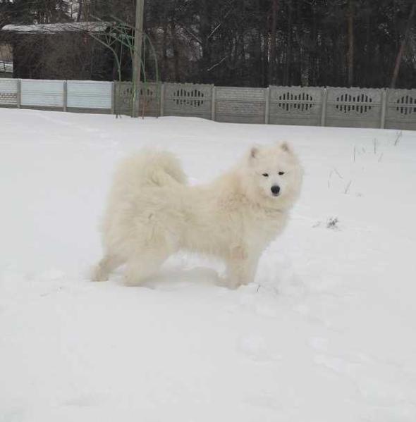 Kessi Smile White Bear | Samoyed 