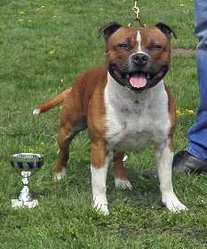 Staffjoy`s Touchdown | Staffordshire Bull Terrier 