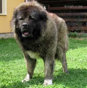 Tskaro Ervas (RUS) | Caucasian Mountain Dog 