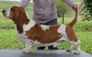 ARIPIJO FIATO E PARTO | Basset Hound 