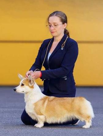 Mistycor Odour Midnight Orchid | Pembroke Welsh Corgi 