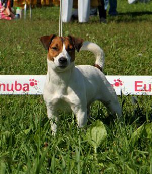 Zhzhelannaya zhemchuzhina s krasnoi gorki | Jack Russell Terrier 