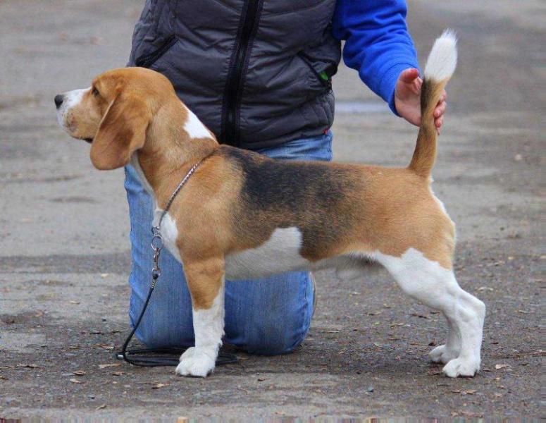 Clever Cassius of Great Olympia | Beagle 