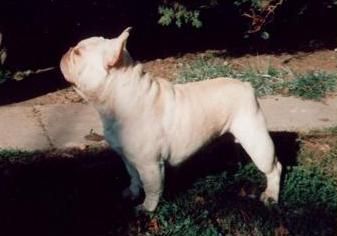 ST CREME LA CREME VON DER MONARCHIA | French Bulldog 