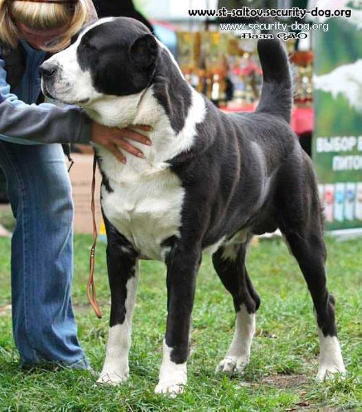 SOYGULI OT RAM GRIZLI | Central Asian Shepherd Dog 