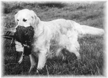 Boltby Sugar Bush | Golden Retriever 