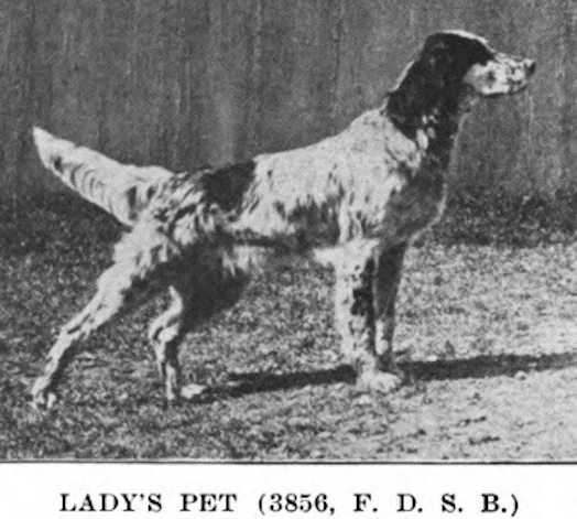 Lady's Pet | English Setter 