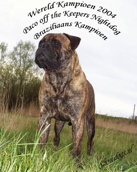 PACO OF THE KEEPER NIGHTDOG | Bullmastiff 