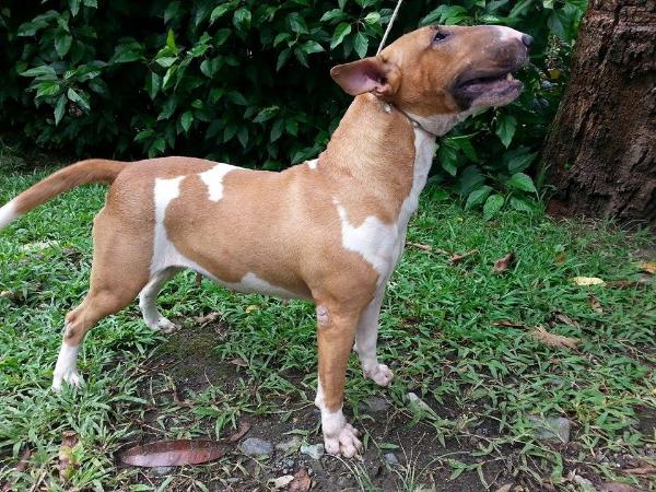 Anuka(Sakura) | Bull Terrier 