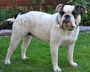 Bullforce Møffe | Olde English Bulldogge 