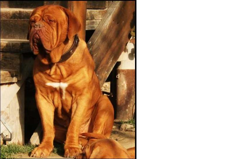 Coco de la pella | Dogue de Bordeaux 