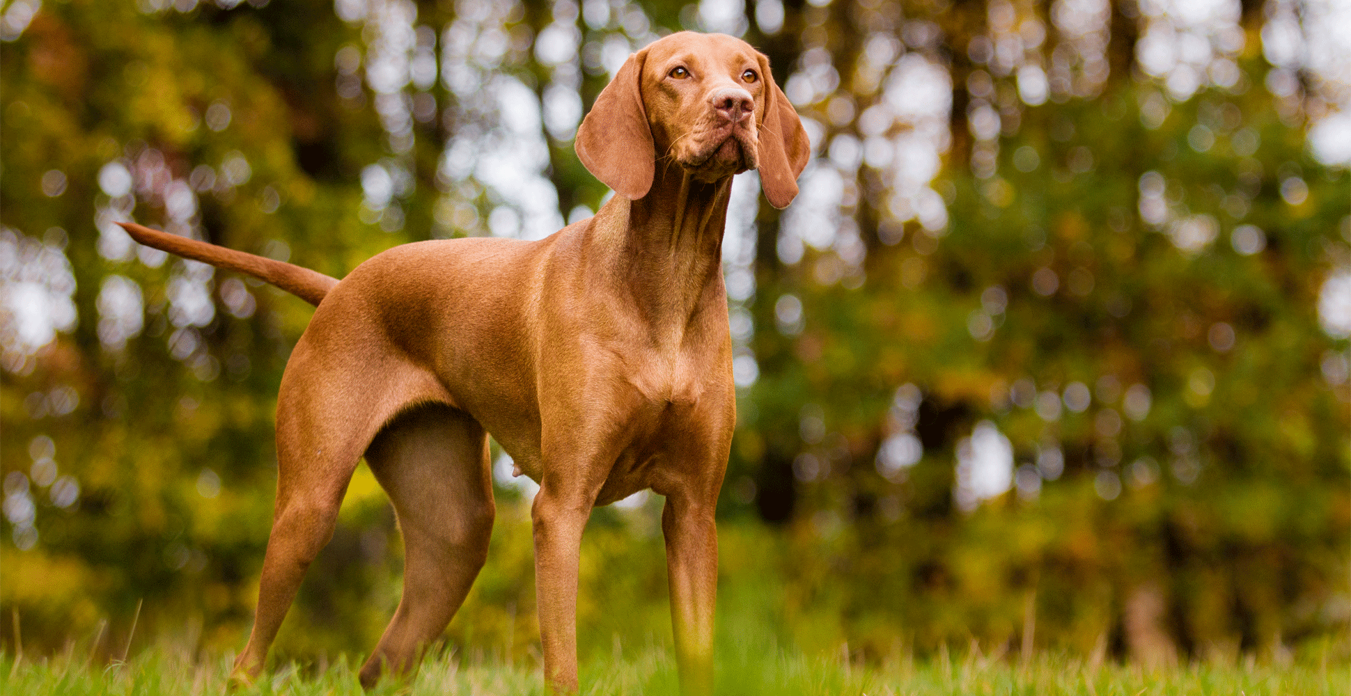 Vizsla