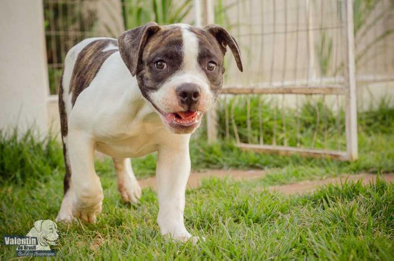 Olaf Valentin do Brasil | American Bulldog 