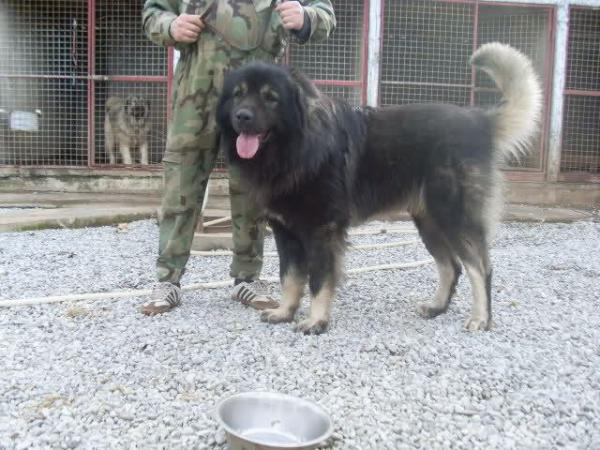 Blek murko suvodo | Yugoslavian Shepherd Dog-Sarplaninac 