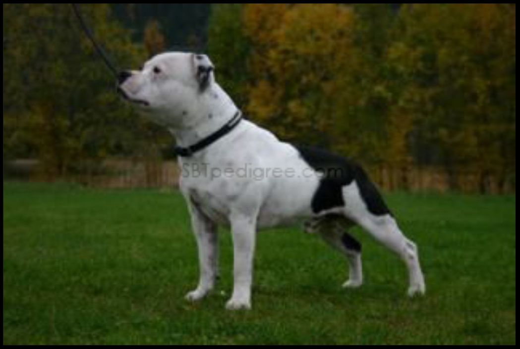 Goodstaff's Waquaas | Staffordshire Bull Terrier 