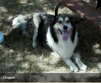 Wells' Chopper Dude | English Shepherd 