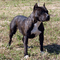 Miss Lady Ruffian | American Staffordshire Terrier 