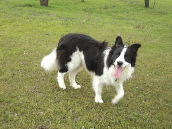 Newen de Trewa Kalku | Border Collie 