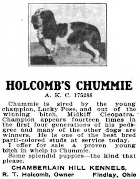 Holcomb's Chummie 175288 | American Cocker Spaniel 