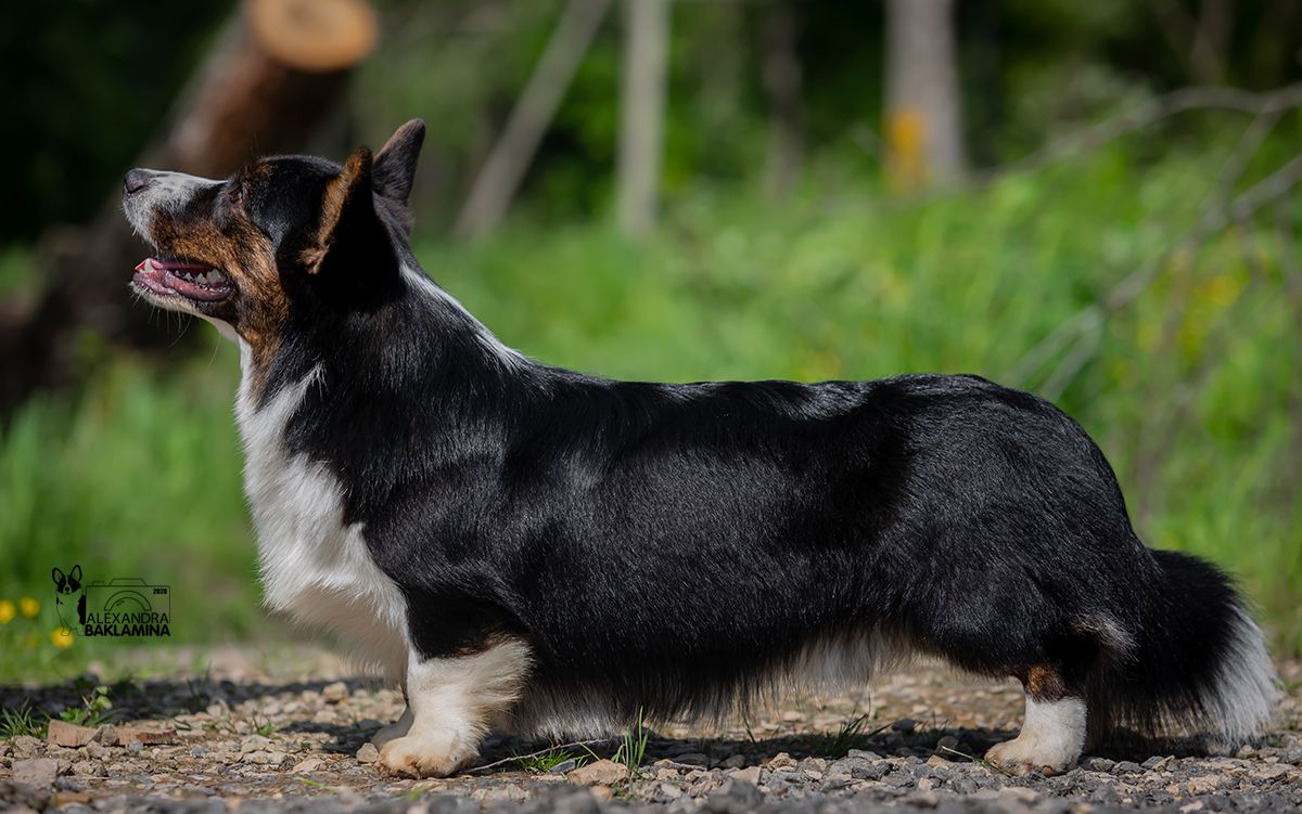 Teremok Uno-Dos-Tres-Quatro | Cardigan Welsh Corgi 