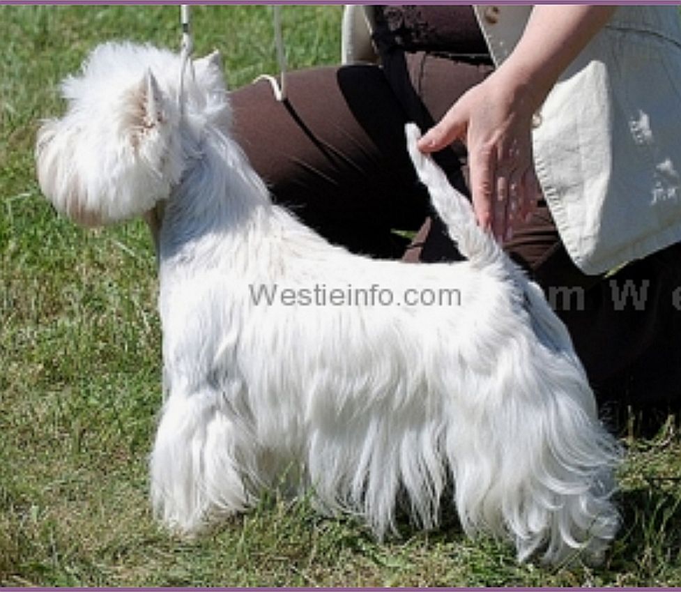 Anabell Vixan | West Highland White Terrier 