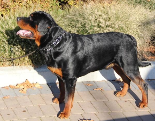 Torro Vom Rangau | Rottweiler 