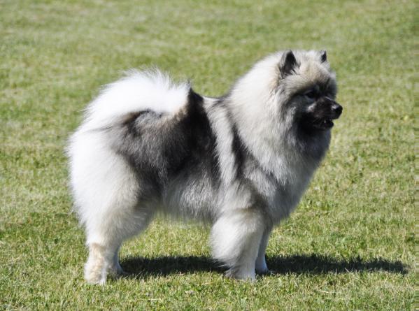 Keesridge The Essence of Zivah | Keeshond 