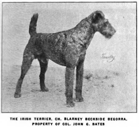 Blarney Beckside Begorra | Irish Terrier 