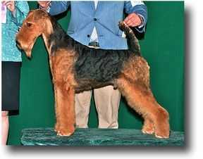 Stirling Glory Bound | Airedale Terrier 