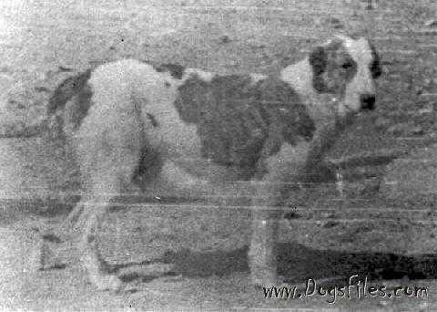 Koishi | Central Asian Shepherd Dog 
