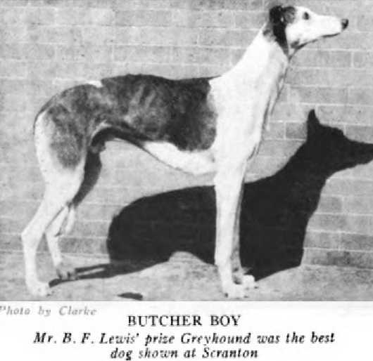 Butcher Boy [Mr. B.F. Lewis'] | Greyhound 